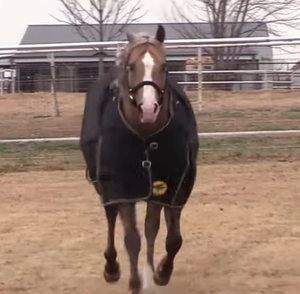 Meet your Posher, Abigale